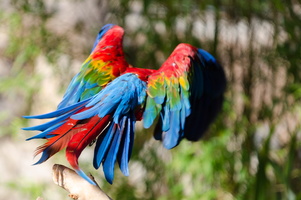 Parc Phoenix - Août 2017